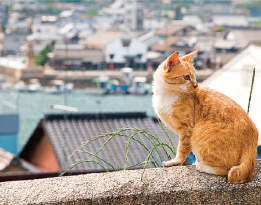 医王寺からの眺め